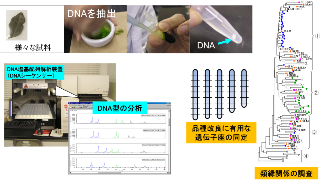 様々な試料 DNAを抽出 DNA DNA塩基配列解析装置（DNAシーケンサー） DNA型の分析 品種改良に有用な遺伝子座の同定 類縁関係の調査